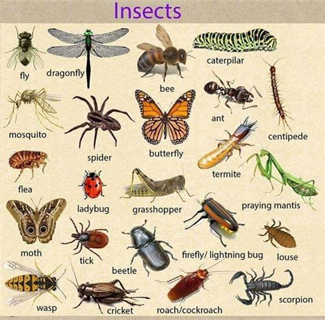 insects vocabulary word list english vocabulary learn english