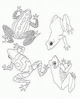 Coloring Pages Frogs Frog Mural Tree Umbrella Brett Jan Animal Printable Color Rainforest Sheets Clipart Animals Salamander Janbrett Activities Kids sketch template