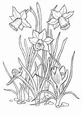 Coloringtop Daffodil Daffodils sketch template