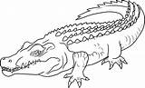 Animals Coloring Crocodile Drawing Pages Printable sketch template
