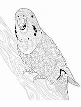 Parrot Zentangle Mycoloring sketch template