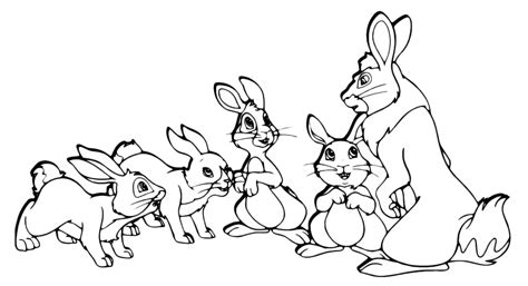 animals  family  rabbits