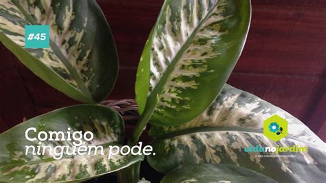 Dicas De Plantas Comigo Ninguém Pode 45 Youtube