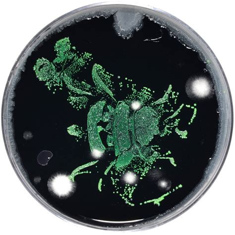 microbial masterpieces win asm  art contest cold spring harbor laboratory