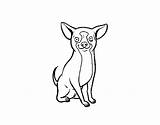 Chihuahua Coloring Dog Coloringcrew sketch template