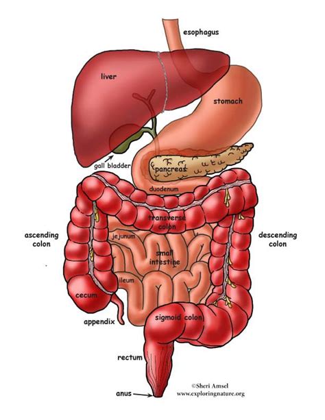 digestive system overview