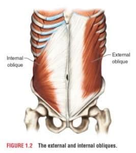 oblique muscle elliots site
