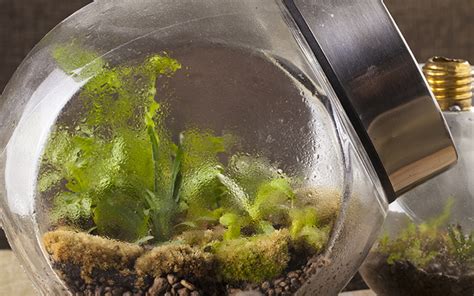 how to make a terrarium david domoney