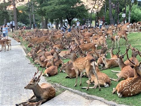 shikadamari  nara deer summer gathering phenomenon  baffles