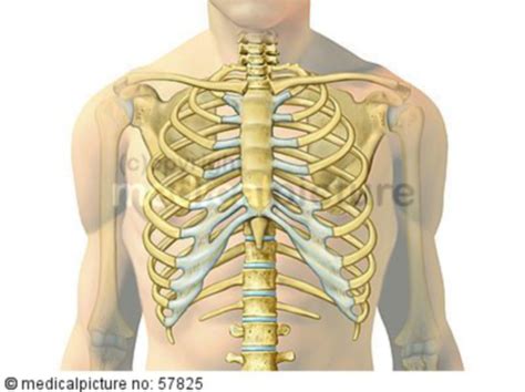 anatomische illustrationen brustkorb projektiert auf menschlichen