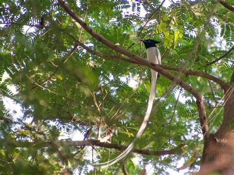 indian paradise flycatcher ebird