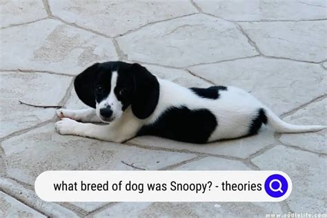 breed  dog  snoopy theories   oodle life