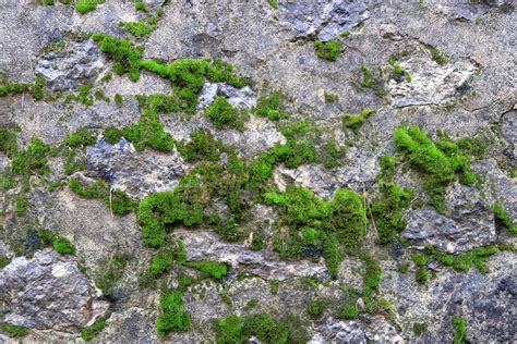 rocky stone moss wall texture high quality nature stock