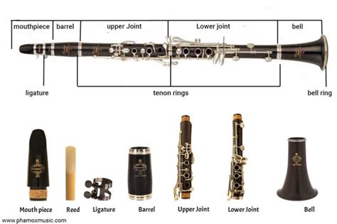 parts   clarinet clarinet anatomy phamox