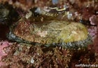 Afbeeldingsresultaten voor "haliotis Tuberculata". Grootte: 140 x 98. Bron: reeflifesurvey.com