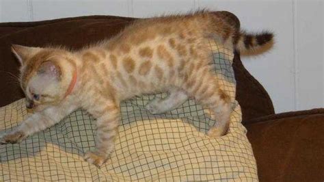 snow seal lynx rosetted bengal kitten with blue eyes for sale adoption