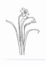 Daffodil Coloring Pages Flower Drawing Edupics Drawings Realistic Choose Board Large sketch template