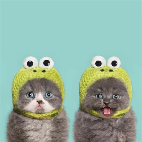 images  cats  hats  pinterest devil cute cats