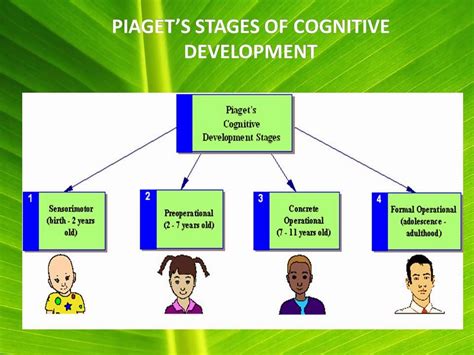 psychological theories jean piagets theory  cognitive development