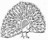 Peacocks sketch template