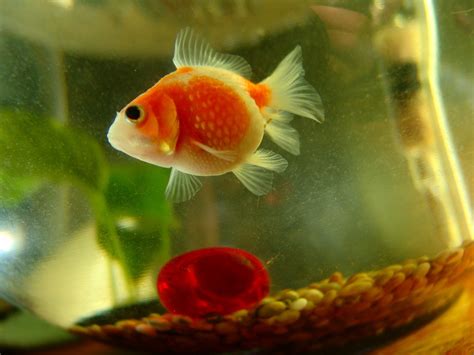 goldfish stock photo freeimagescom