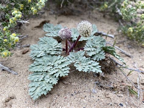 cymopterus globosus calflora