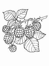 Blackberry Frutas Visitar sketch template
