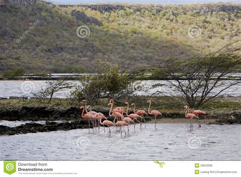 flamingos op curacao stock foto image  flamingo meer