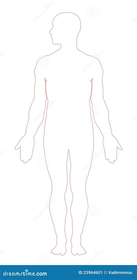 human anatomy stock image image