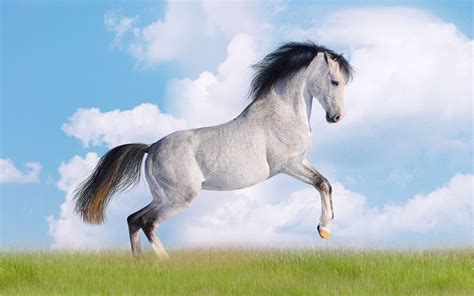 black  white horse wallpapers  images wallpapers pictures