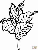 Lettuce Coloring Pages Gif sketch template