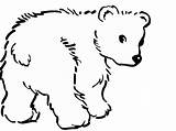 Coloring Polar Bears Pages Baby Bear Draw Outlines Christmas Colouring Cliparts Cute Print Magazine Book Clipart Cub Popular Teddy Printable sketch template