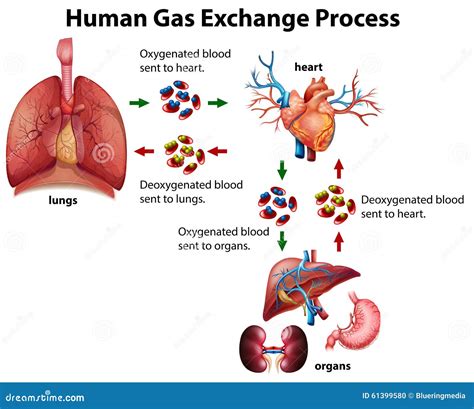 human gas exchange process diagram stock vector illustration  drawing lungs