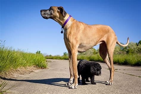 giant dog breeds worldatlascom
