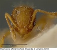 Afbeeldingsresultaten voor "Myra Affinis". Grootte: 115 x 100. Bron: ants.biology.utah.edu