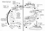 Environmentalist Assignment Bibliography sketch template