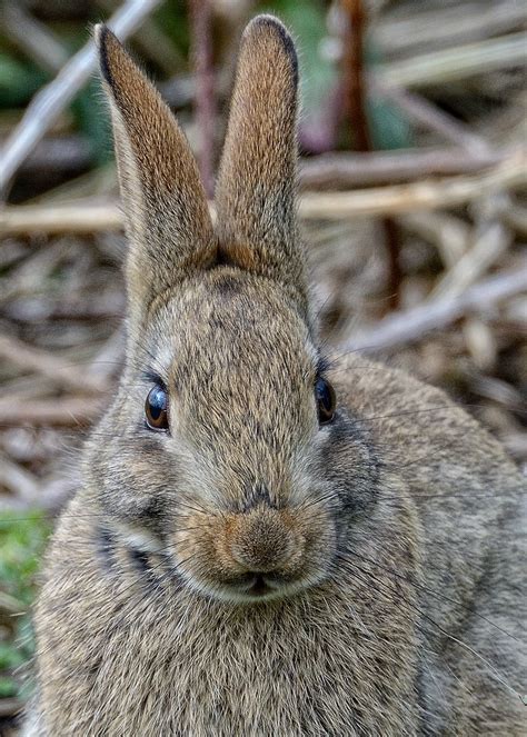 rabbit head   shots   visit  rspb rye meads  flickr