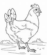 Coloring Hen Pages sketch template