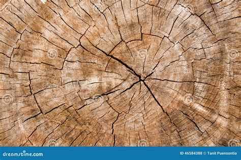 textura de madera de  tronco de arbol textura del fondo foto de archivo imagen de corteza