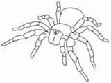 Template Spider Coloring Tarantula Pages Templates Colouring Shape Crafty Ws Crafts sketch template