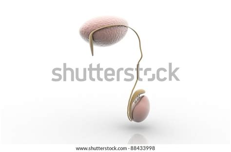 3d Rendered Testicles Isolated On White Stock Illustration 88433998