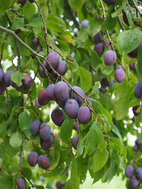 top types  plum trees progardentips