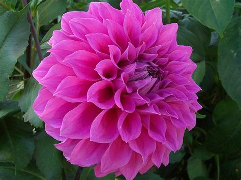 flowers  flower lovers dahlia flowers pictures