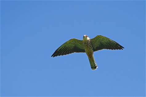 safe passage  amur falcons  india national geographic blog