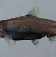 Afbeeldingsresultaten voor "evermannella Indica". Grootte: 184 x 159. Bron: fishesofaustralia.net.au