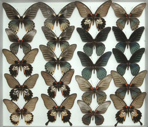 iga pa 1232 suguru igarashi insect collection part i