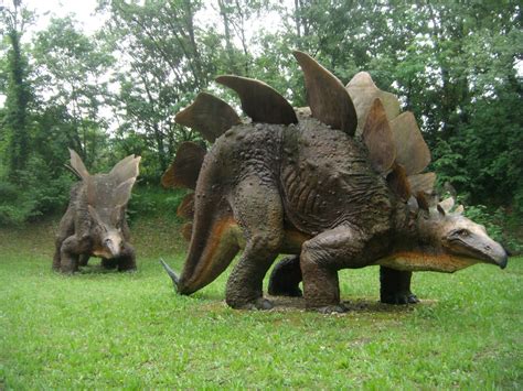 amazing facts   didnt   stegosauruses owlcation