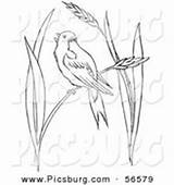 Line Wheat Chirping Bobolink Grass Bird Coloring Picsburg Drawings Royalty Stock Designs sketch template