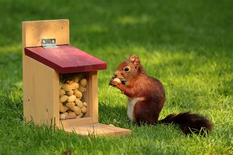 squirrel eating peanuts full hd wallpaper  background