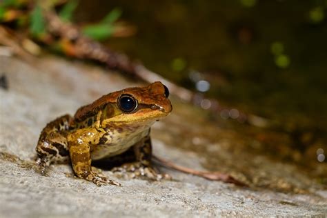 images nature wildlife frog toad amphibian fauna close